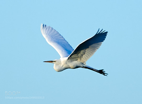 Canon EOS-1D X Mark II sample photo. 03-16-18-0007799.jpg photography
