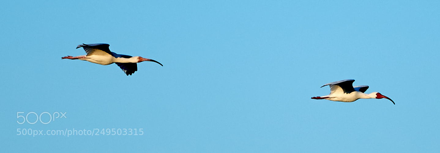 Canon EOS-1D X Mark II sample photo. 03-16-18-0007785.jpg photography