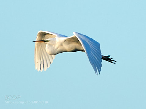 Canon EOS-1D X Mark II sample photo. 03-16-18-0007798.jpg photography