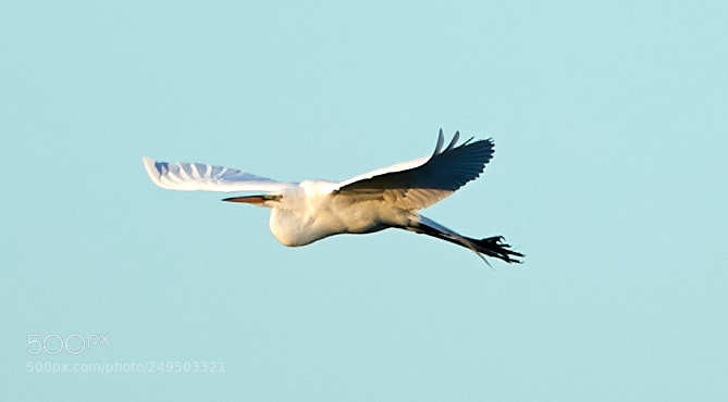 Canon EOS-1D X Mark II sample photo. 03-16-18-0007797.jpg photography