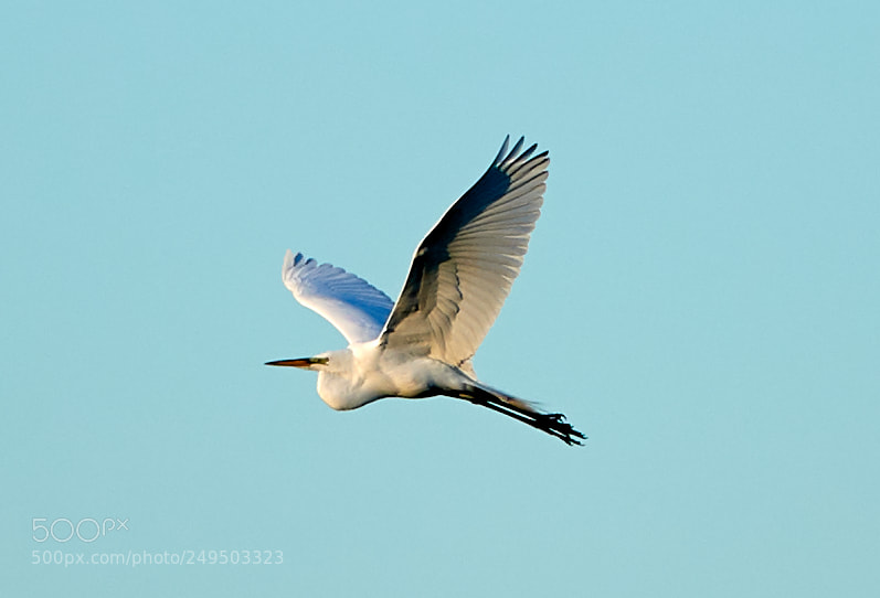 Canon EOS-1D X Mark II sample photo. 03-16-18-0007796.jpg photography