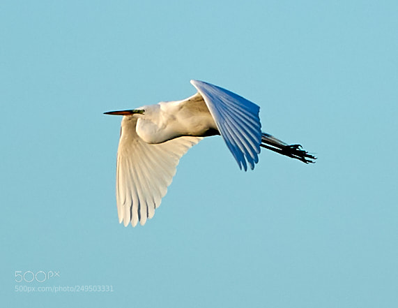 Canon EOS-1D X Mark II sample photo. 03-16-18-0007795.jpg photography
