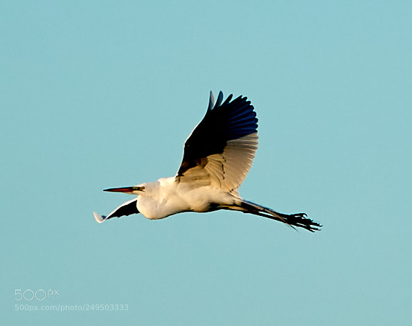 Canon EOS-1D X Mark II sample photo. 03-16-18-0007794.jpg photography