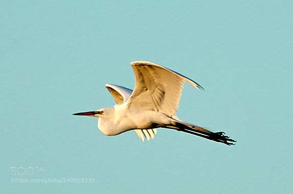 Canon EOS-1D X Mark II sample photo. 03-16-18-0007793.jpg photography