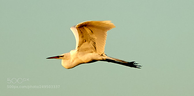 Canon EOS-1D X Mark II sample photo. 03-16-18-0007791.jpg photography