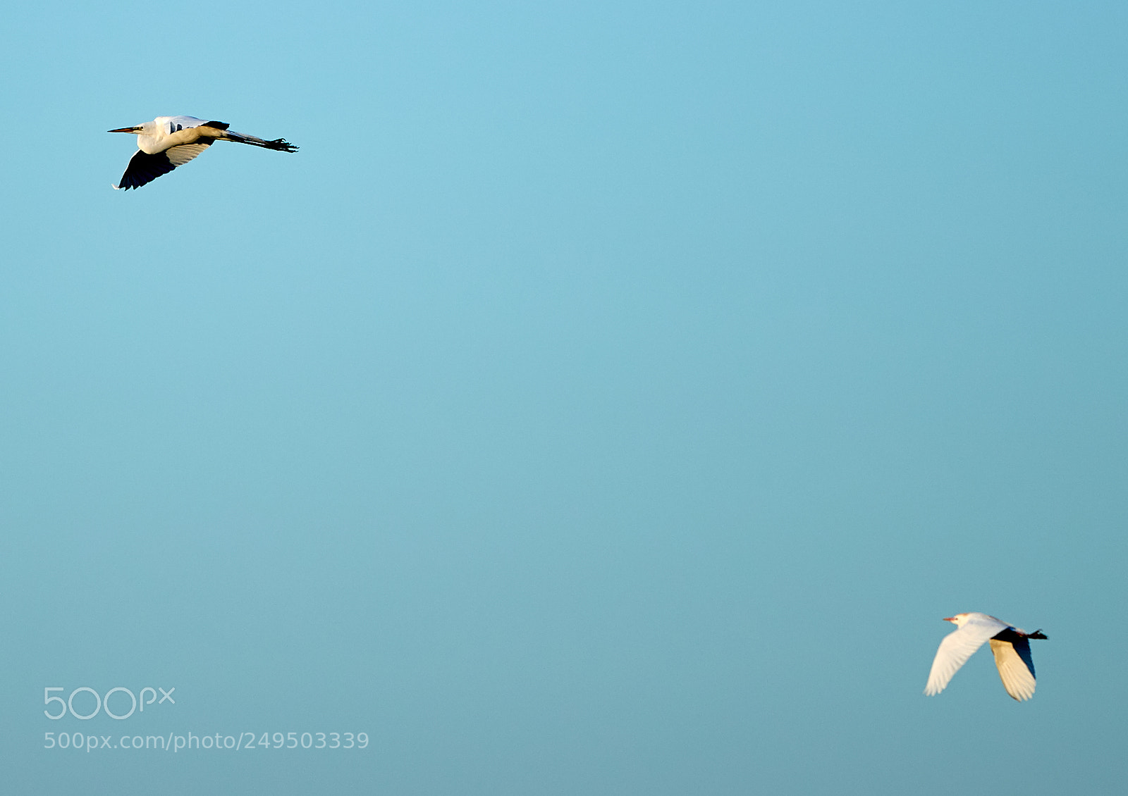 Canon EOS-1D X Mark II sample photo. 03-16-18-0007792.jpg photography