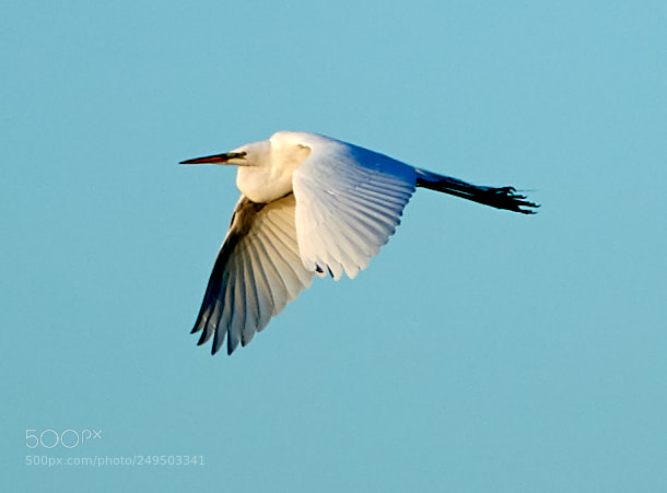 Canon EOS-1D X Mark II sample photo. 03-16-18-0007790 1.jpg photography