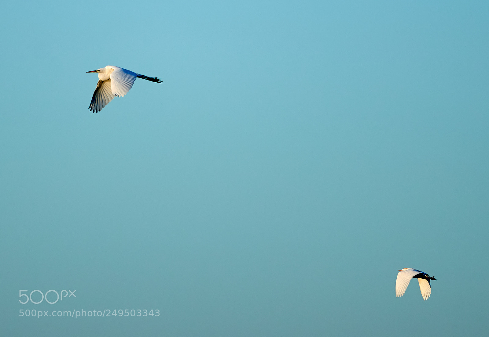 Canon EOS-1D X Mark II sample photo. 03-16-18-0007790.jpg photography