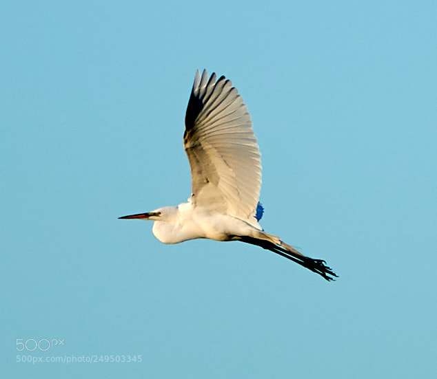 Canon EOS-1D X Mark II sample photo. 03-16-18-0007789 1.jpg photography