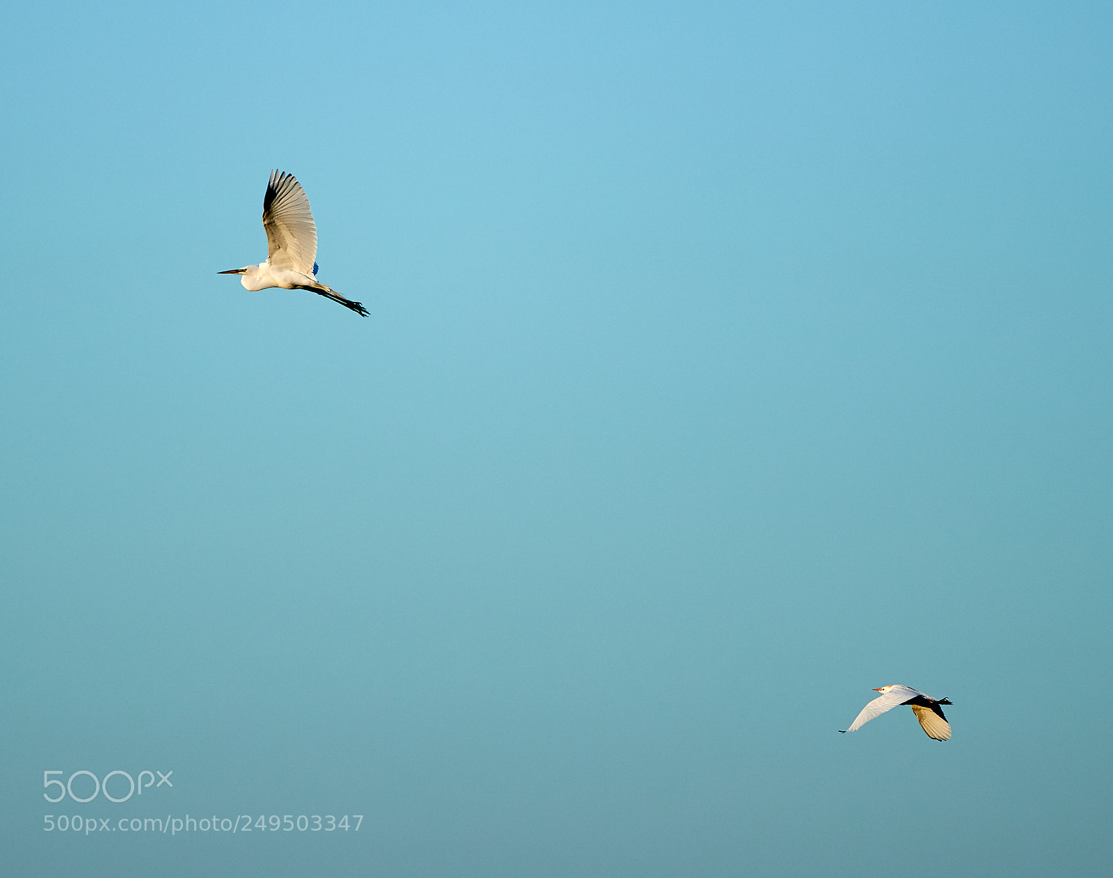 Canon EOS-1D X Mark II sample photo. 03-16-18-0007789.jpg photography