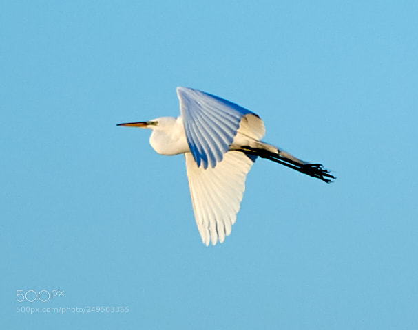 Canon EOS-1D X Mark II sample photo. 03-16-18-0007788.jpg photography