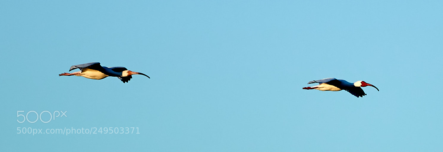 Canon EOS-1D X Mark II sample photo. 03-16-18-0007787.jpg photography