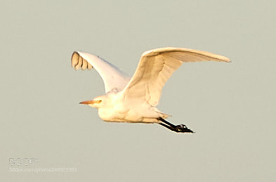 Canon EOS-1D X Mark II sample photo. 03-16-18-0007782.jpg photography