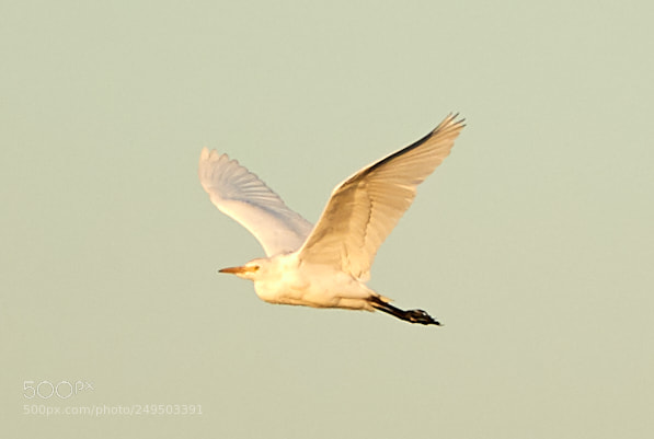 Canon EOS-1D X Mark II sample photo. 03-16-18-0007781.jpg photography
