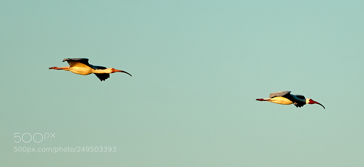 Canon EOS-1D X Mark II sample photo. 03-16-18-0007784.jpg photography