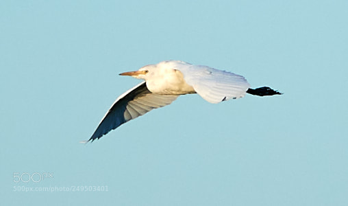 Canon EOS-1D X Mark II sample photo. 03-16-18-0007780.jpg photography