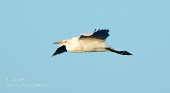 Canon EOS-1D X Mark II sample photo. 03-16-18-0007779.jpg photography