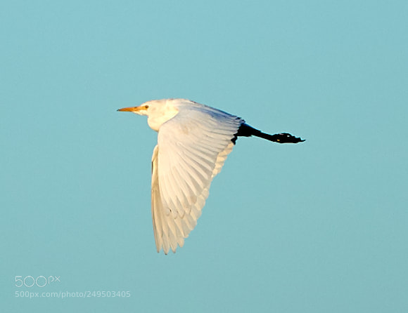 Canon EOS-1D X Mark II sample photo. 03-16-18-0007778.jpg photography