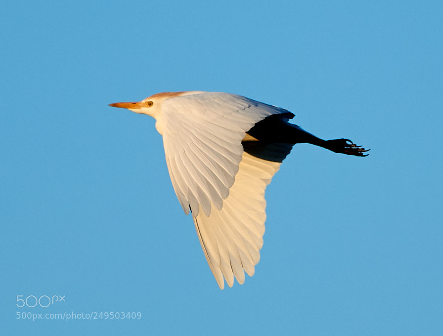 Canon EOS-1D X Mark II sample photo. 03-16-18-0007774.jpg photography