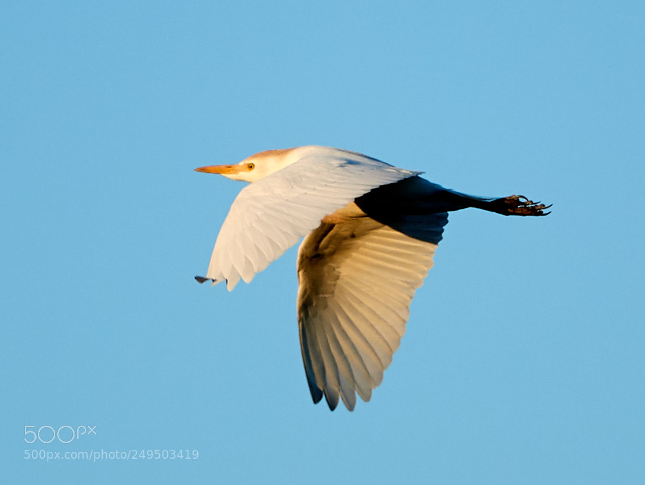 Canon EOS-1D X Mark II sample photo. 03-16-18-0007773.jpg photography