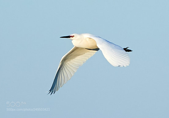 Canon EOS-1D X Mark II sample photo. 03-16-18-0007770.jpg photography