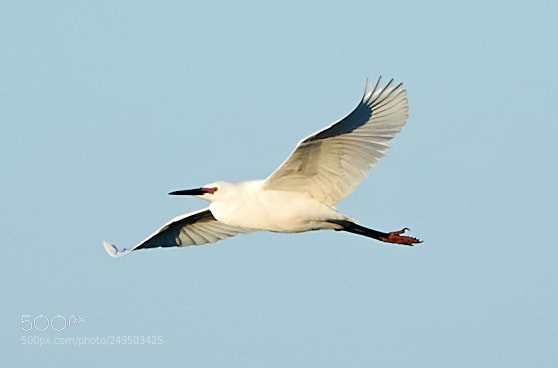 Canon EOS-1D X Mark II sample photo. 03-16-18-0007769.jpg photography