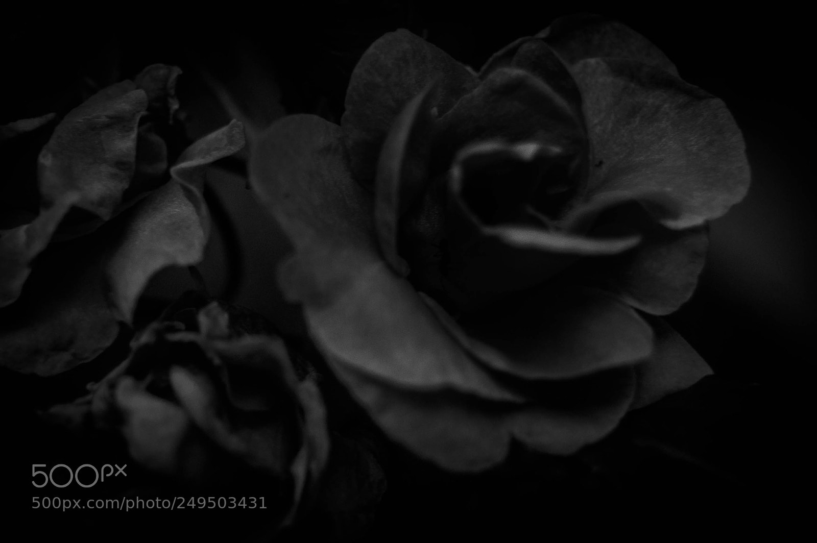 Nikon D40 sample photo. Noir photography