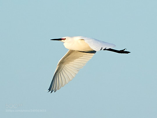 Canon EOS-1D X Mark II sample photo. 03-16-18-0007768.jpg photography