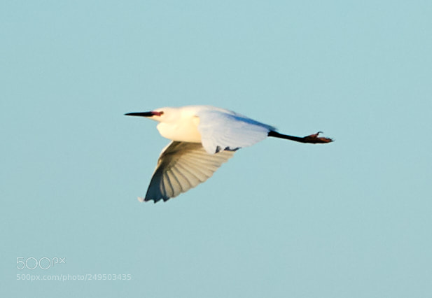 Canon EOS-1D X Mark II sample photo. 03-16-18-0007767.jpg photography