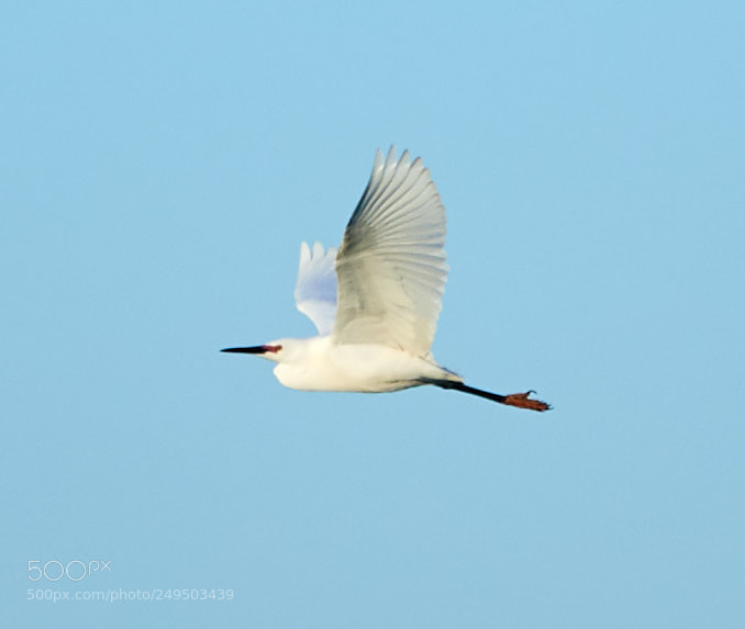 Canon EOS-1D X Mark II sample photo. 03-16-18-0007766.jpg photography