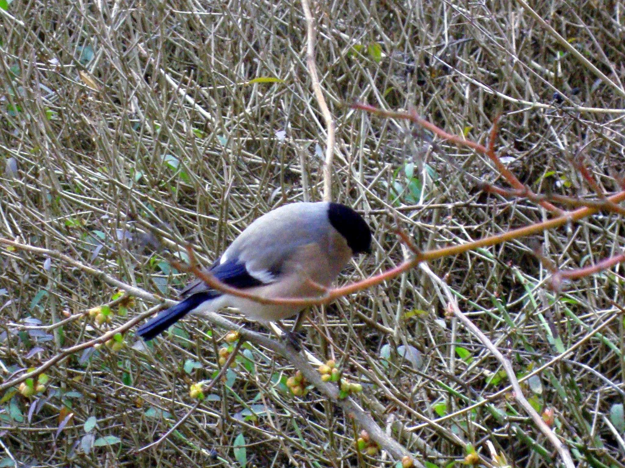 Sony Cyber-shot DSC-W230 sample photo. Female bullfinch peony photography