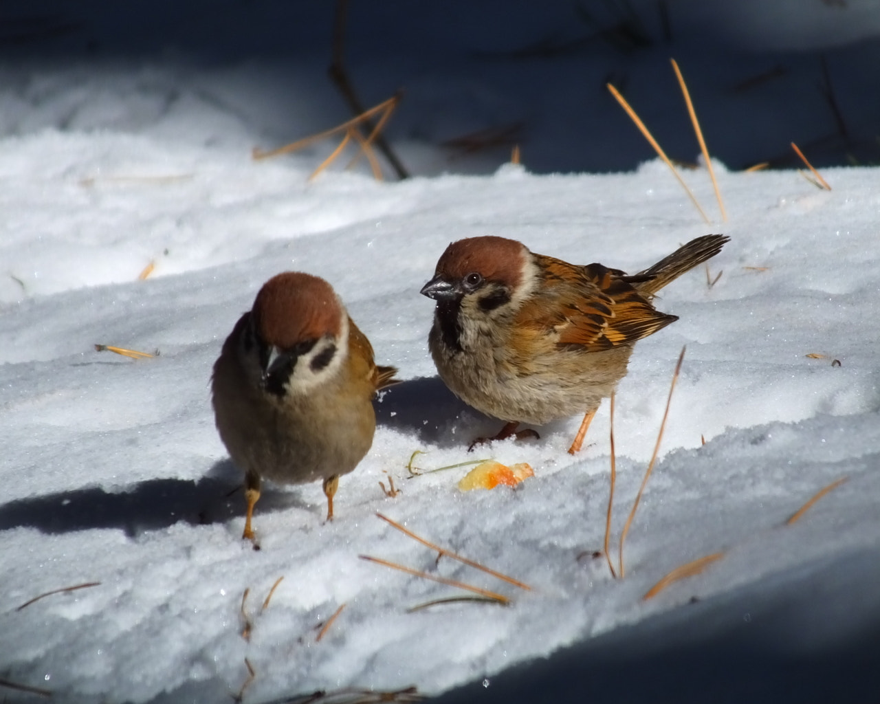 Fujifilm FinePix HS50 EXR sample photo. Tree sparrow photography