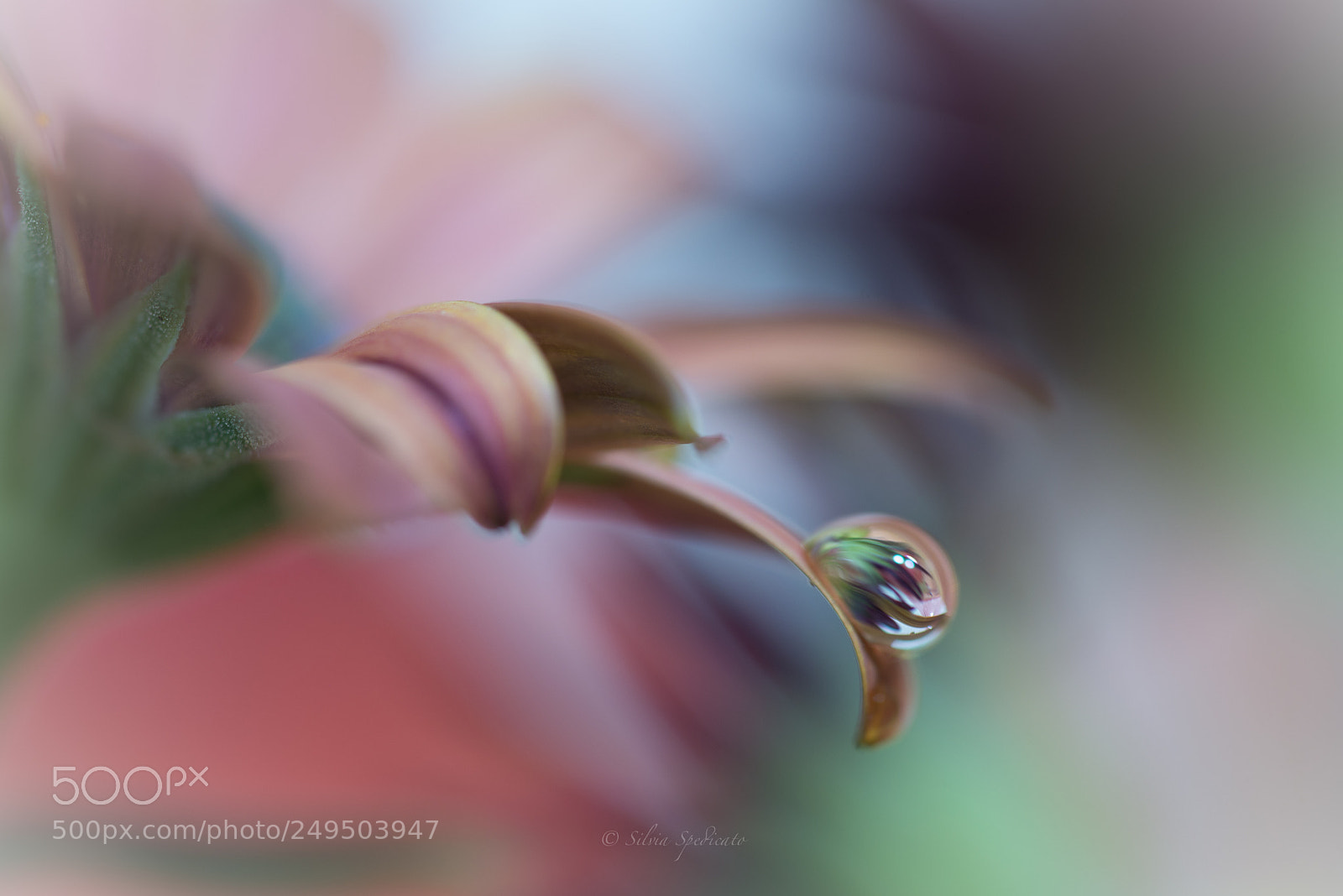 Nikon D610 sample photo. Untitled photography