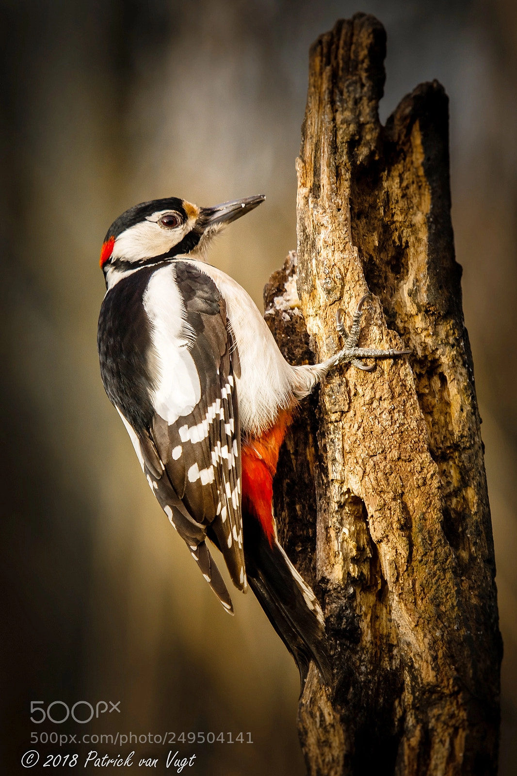 Canon EOS 80D sample photo. Great spotted woodpecker photography