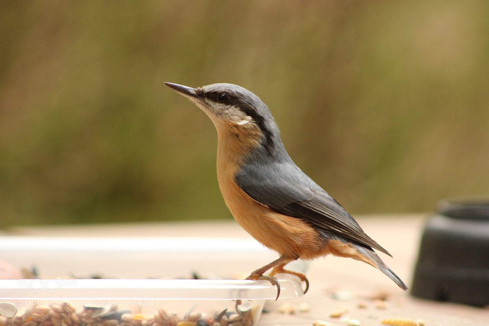 Canon EOS 750D (EOS Rebel T6i / EOS Kiss X8i) sample photo. Nuthatch photography
