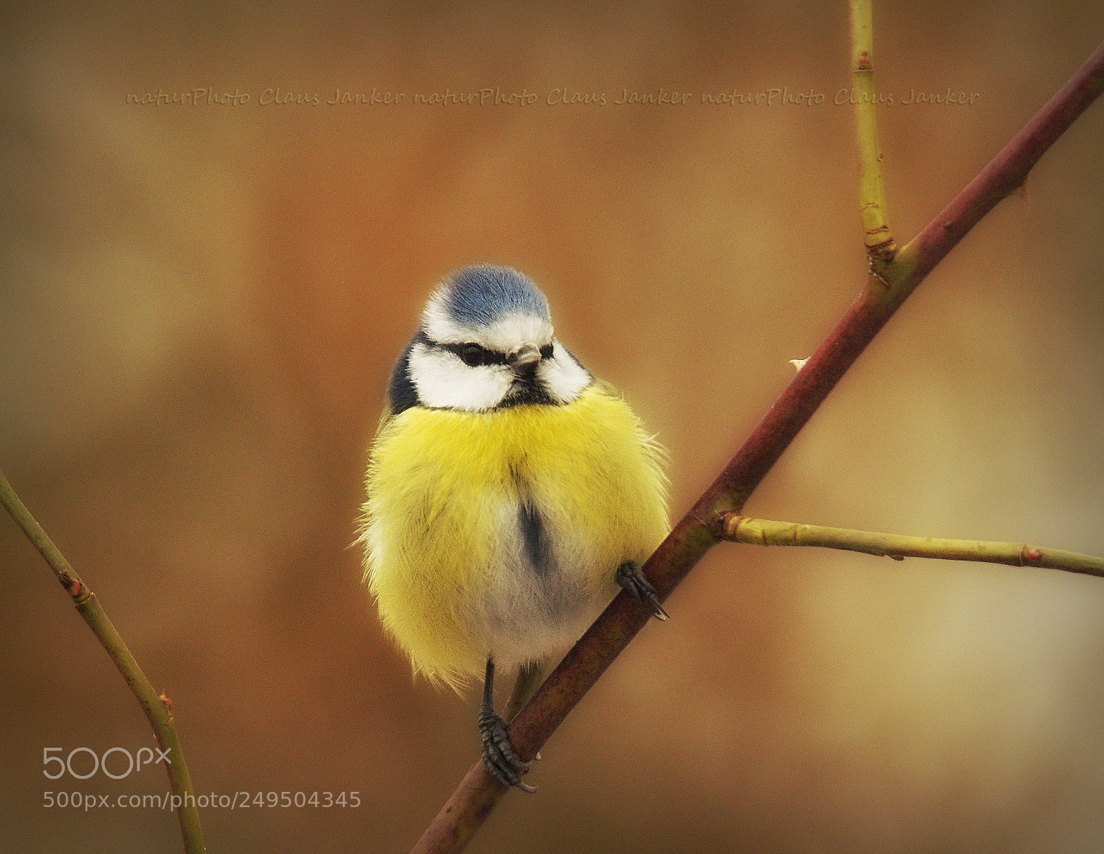 Canon EOS 70D sample photo. Blaumeise im morgenlicht photography
