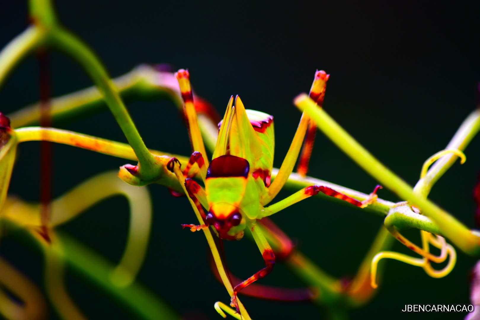 Nikon D5600 sample photo. Green photography