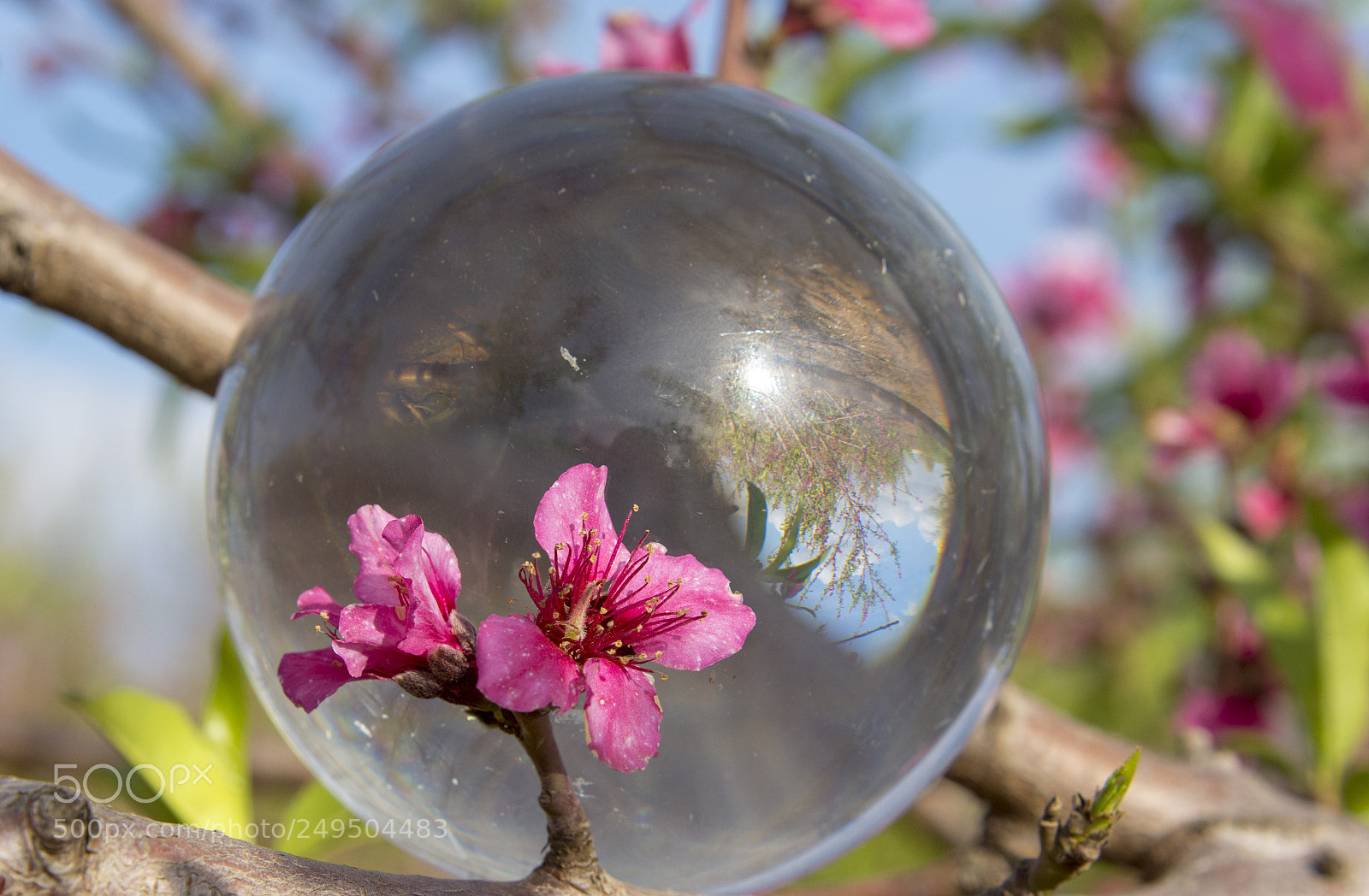 Nikon D7200 sample photo. Flowering photography