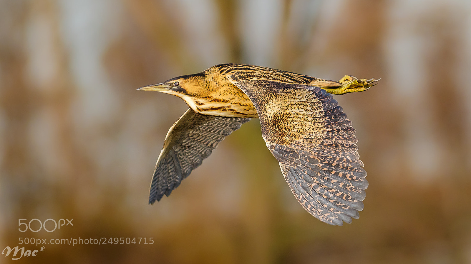 Canon EOS 7D Mark II sample photo. Eurasian bittern in flight photography