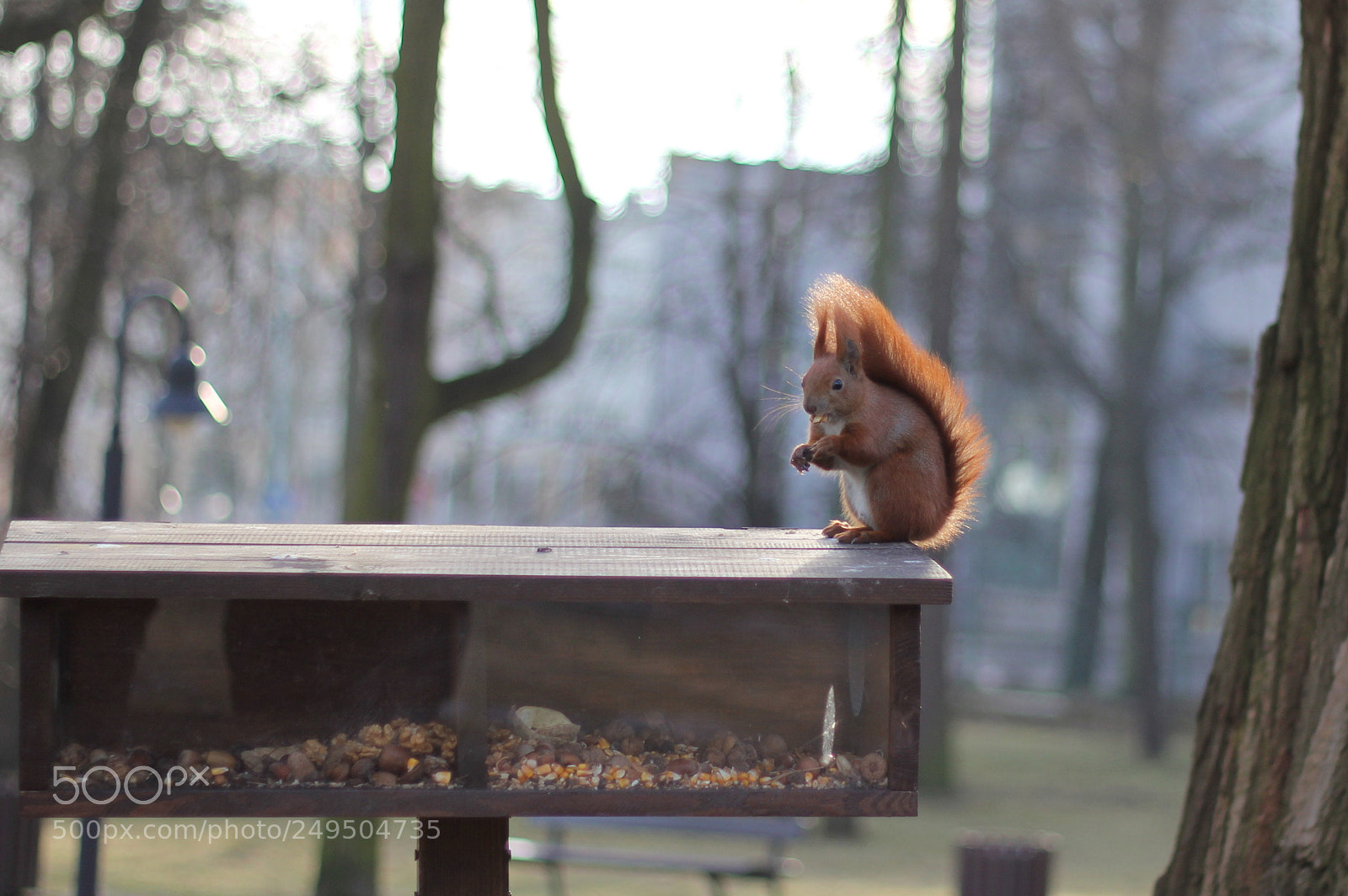 Canon EOS 60D + Canon EF 50mm F1.8 II sample photo. Squirrel photography