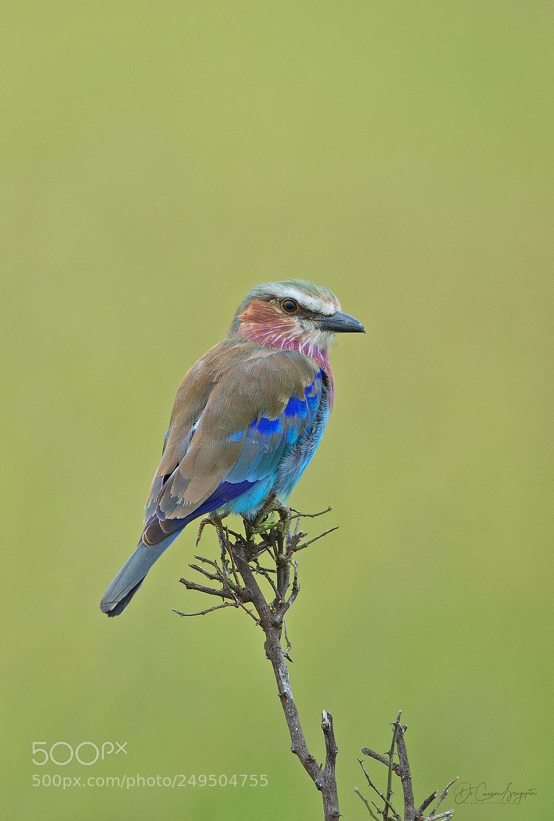 Canon EOS-1D X sample photo. Lilac breasted roller photography