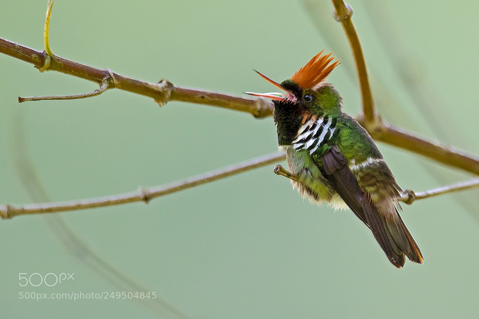 Nikon D5 sample photo. Frilled coquette photography