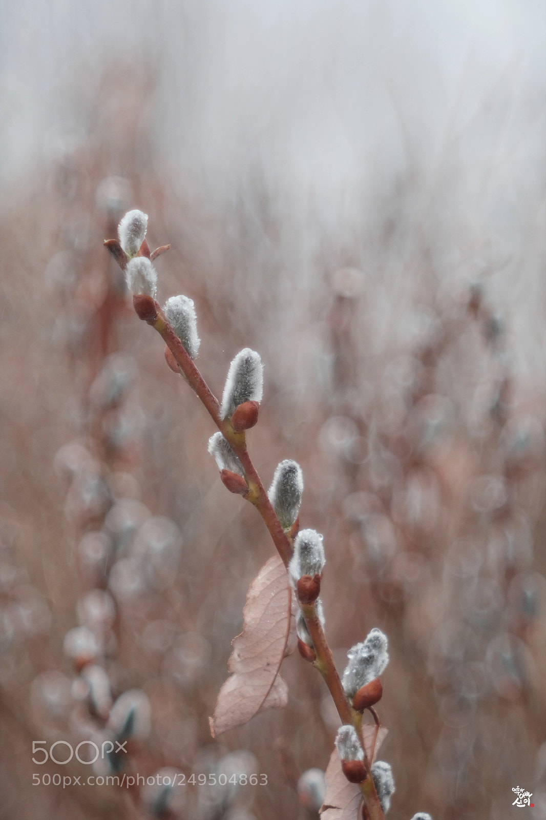 Fujifilm X-T2 sample photo. Wild rye 03 photography