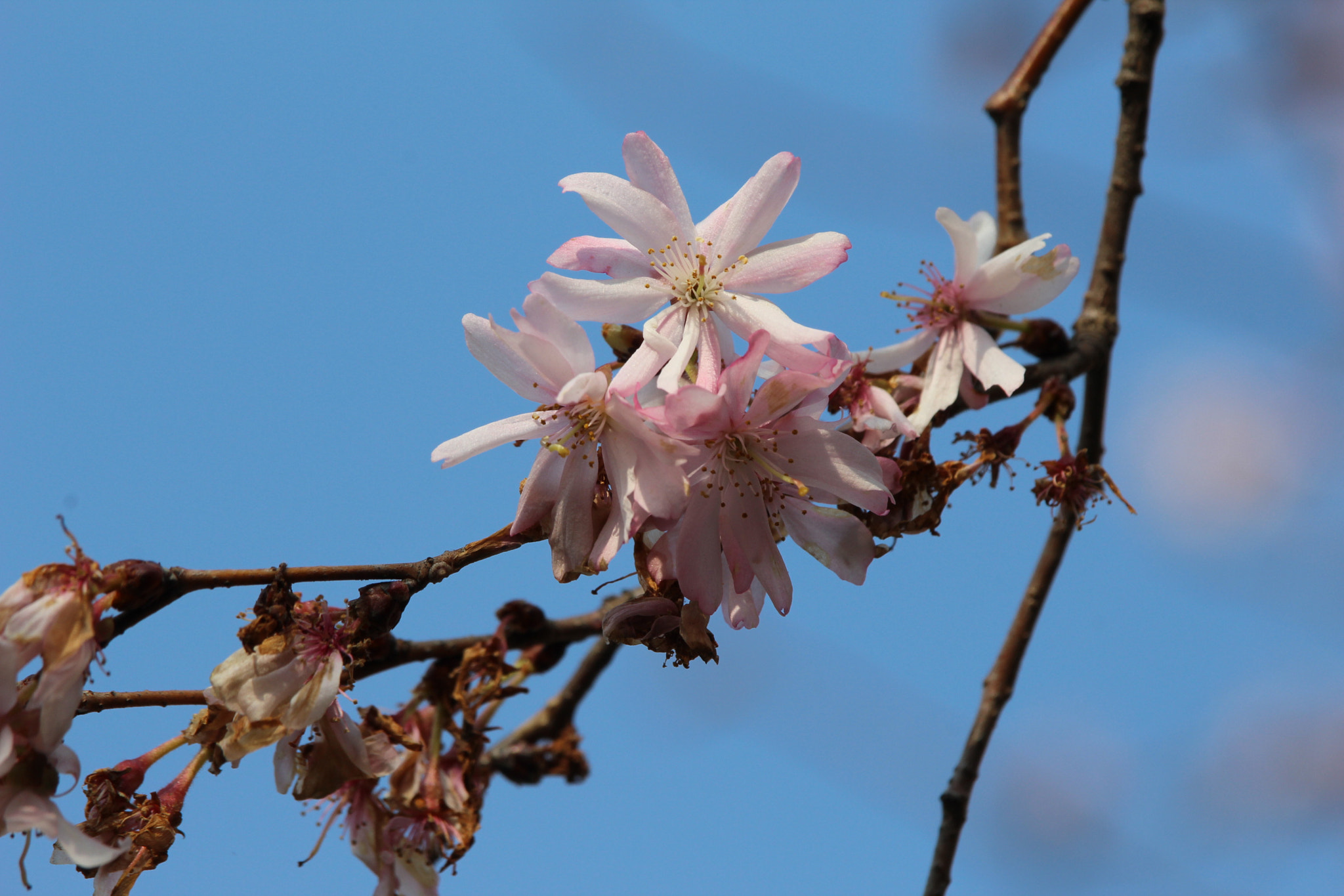 Canon EF-S 55-250mm F4-5.6 IS STM sample photo. Primavera photography