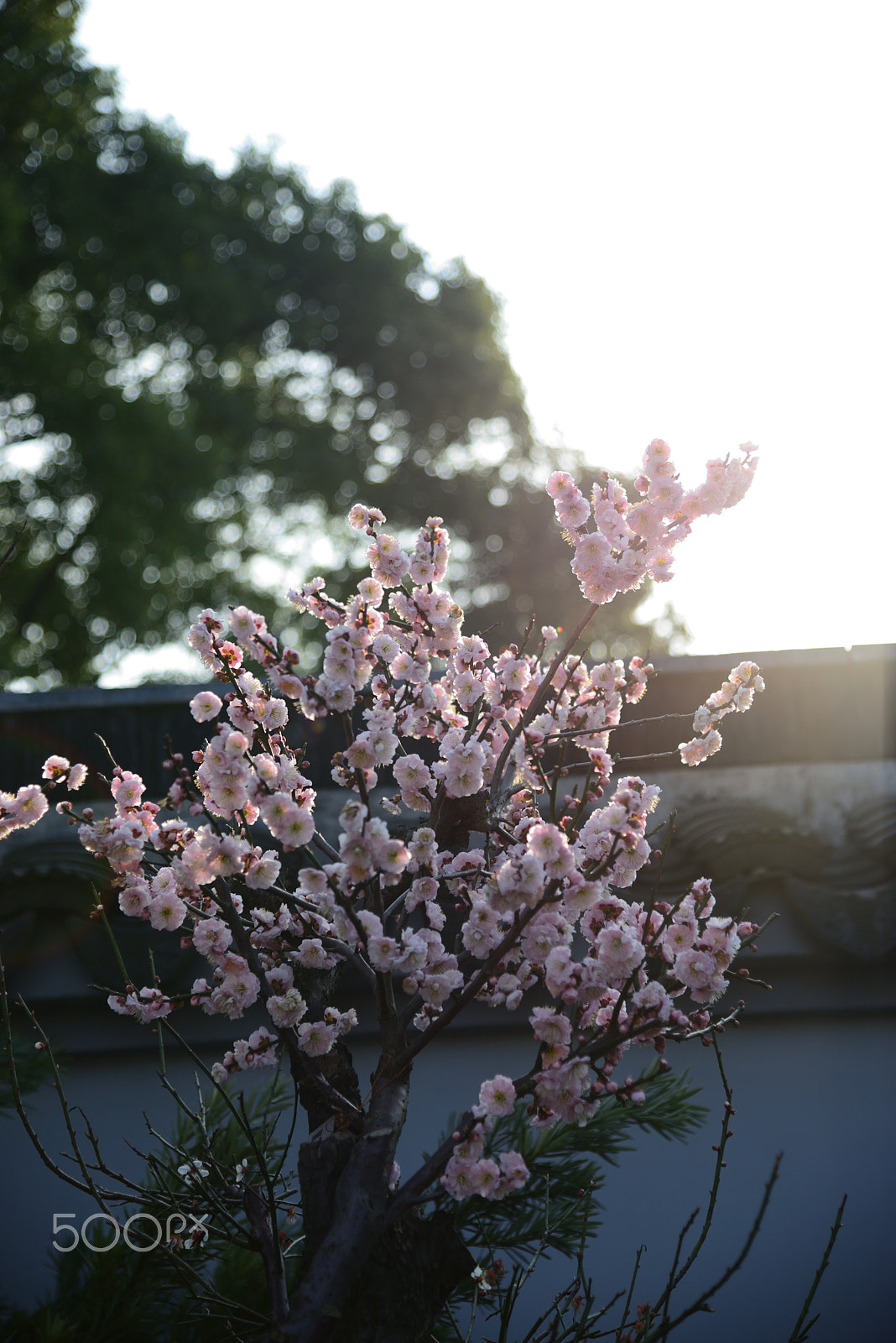 Nikon AF-S Nikkor 24-120mm F4G ED VR sample photo. 荣氏梅园 photography