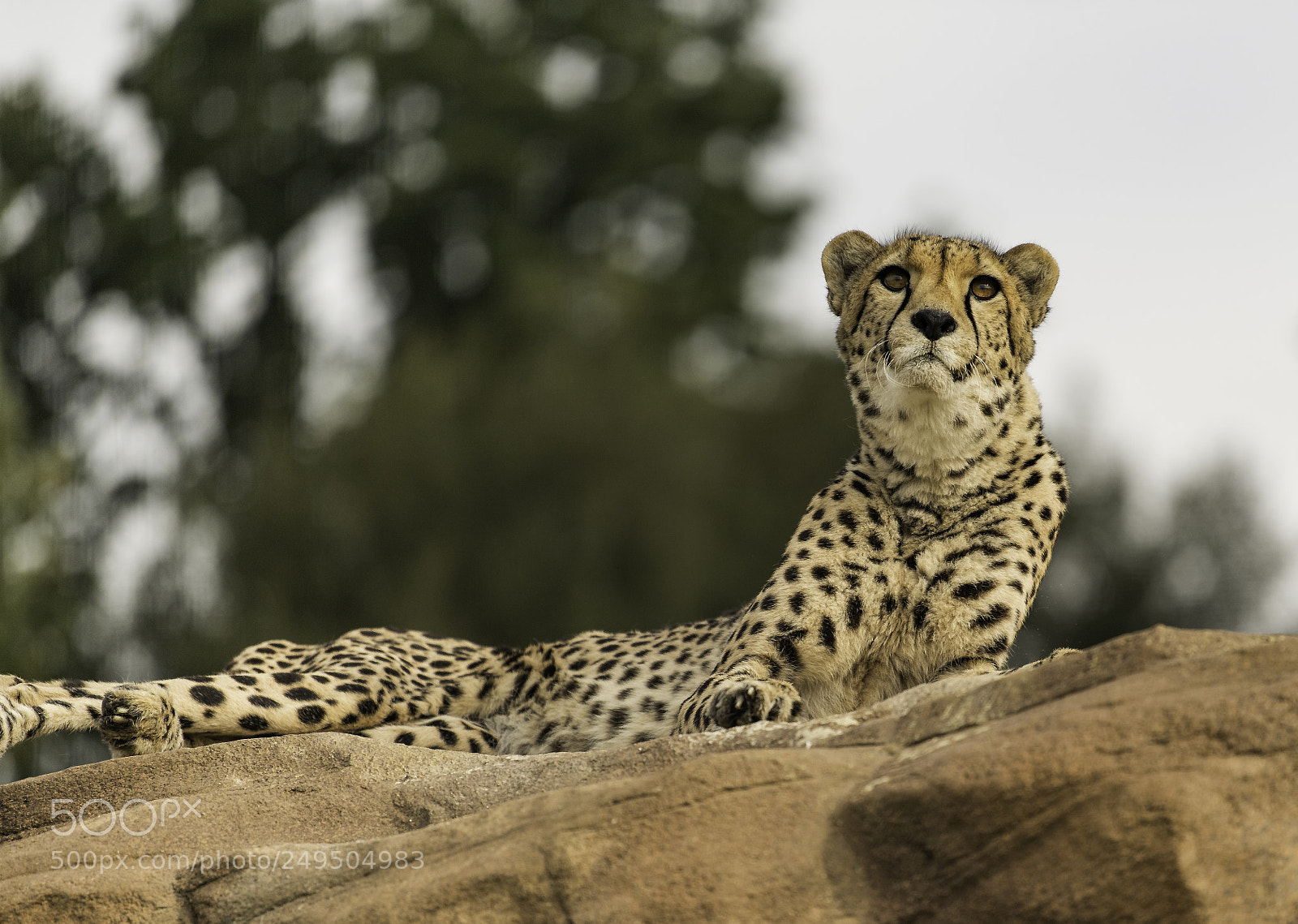 Nikon D5 sample photo. Cheetah series ii photography