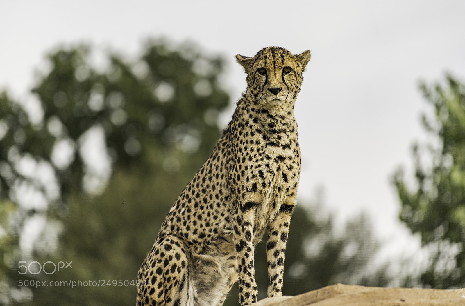 Nikon D5 sample photo. Cheetah series ii photography