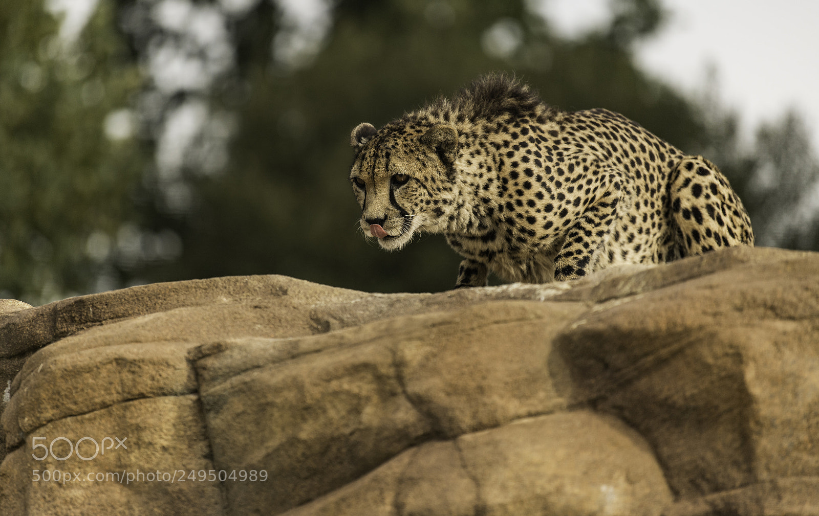 Nikon D5 sample photo. Cheetah series ii photography