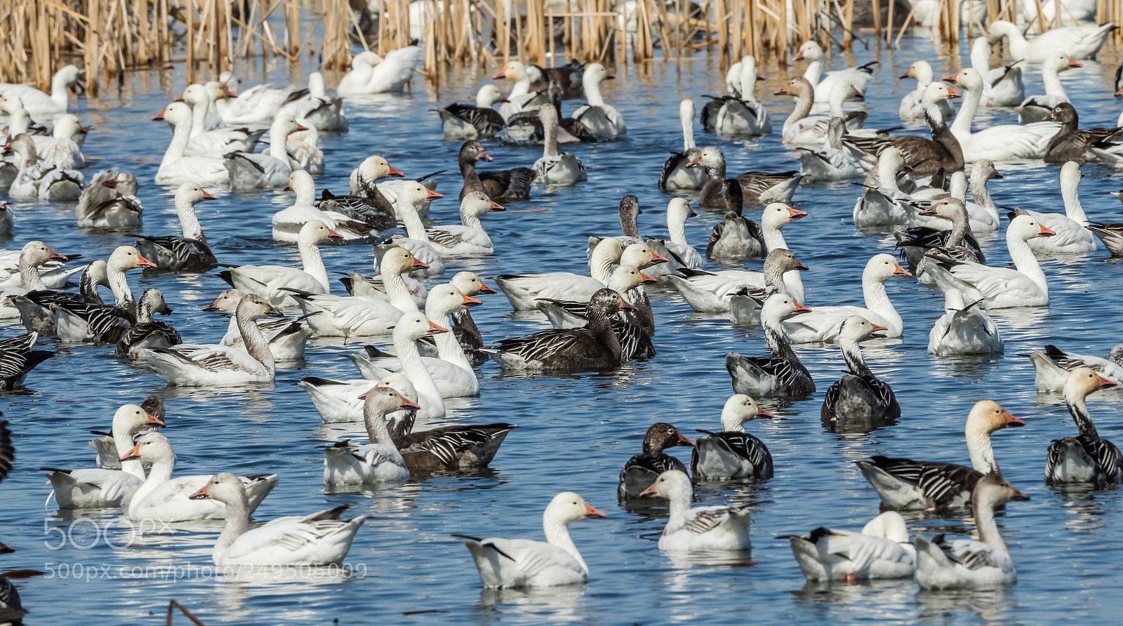 Canon EOS 7D Mark II sample photo. Snow geese photography