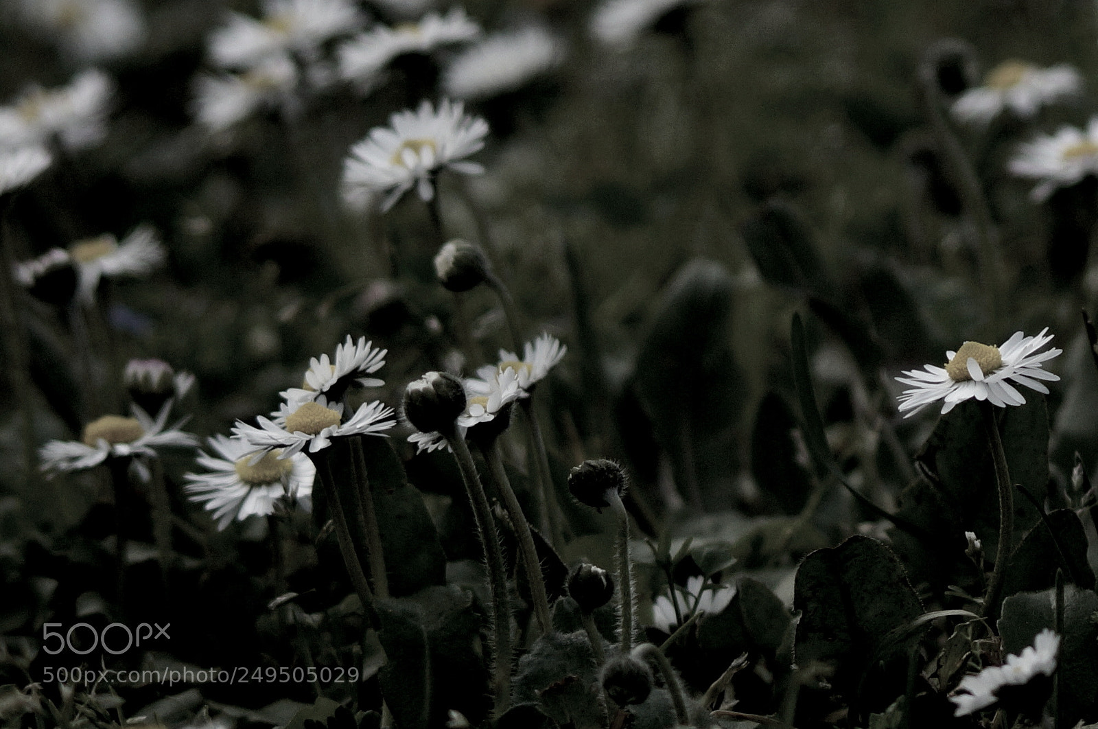 Sony SLT-A58 sample photo. M'ama o non m'ama? photography